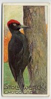 Stollwerck - Règne Animal – 17.6 (FR) – Zwarte Specht, Dryocopus,  Black Woodpecker,  Pic Noir - Stollwerck