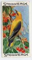 Stollwerck - Règne Animal – 19.6 (FR) – Wielewaal, Oriolus, Golden Oriole, Loriot D'Europe - Stollwerck