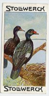 Stollwerck - Règne Animal – 20.4 (FR) – Muskuseend, Cairina,  Muscovy Duck, Canard De Barbarie  - Stollwerck