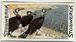 Stollwerck - Règne Animal – 21.1 (FR) – Aalscholver, Phalacrocorax, Cormorant, Cormoran - Stollwerck