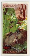 Stollwerck - Règne Animal – 24.1 (FR) – Tweevleugeligen, Diptera, Diptères, Insects, Insectes  - Stollwerck
