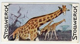 Stollwerck - Règne Animal – 11.4 (FR) – Girafe, Giraffe - Stollwerck