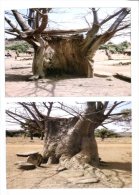 (636) Togo - Baobab Tree - Togo