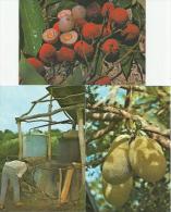 LA REUNION Machine à Distiller Géranium Fruits Du Jacquier Letchis 3 Cartes - Réunion