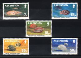 Ascension - 1983 Shells MNH__(TH-10964) - Ascension