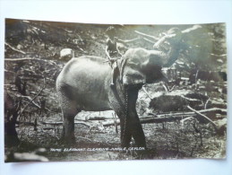 TAME  ELEPHANT  CLEARING  JUNGLE  ,  CEYLON   1949. - Sri Lanka (Ceylon)
