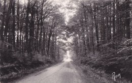 ¤¤  -  1367  -  LE GAVRE  -  Une Route De Forêt    -  ¤¤ - Le Gavre