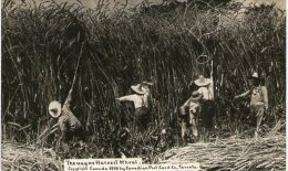 REAL PHOTO POSTCARD HARVESTING WHEAT - SASKATCHEWAN - CANADA - Otros & Sin Clasificación