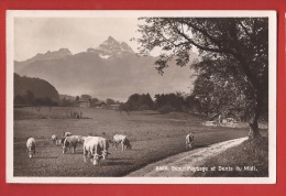Z0431 Bex, Troupeau De Vaches Et Dents Du Midi . Cachet Bex 1913 - Bex