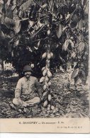 Afrique Noire  Dahomey - Bénin :  Un Cacaoyer  ( Voir Scan) - Dahome