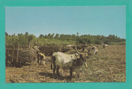 FIDJI --> Travail Des Fermiers - Fiji