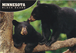 American Black Bear In Minnesota - Osos
