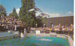 Two White Sided Dolphins Vancouver Public Aquarium British Columbia Canada - Dolfijnen