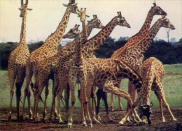 Giraffe - 33 - 0 - Formato Grande Non Viaggiata - Girafes