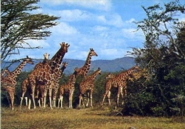 Giraffe - 33 - Formato Grande Non Viaggiata - Girafes