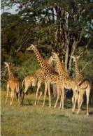 Giraffe - 41-142 - Formato Grande Non Viaggiata - Girafes