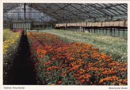 Canada Nova Scotia Greenhouse Oxford - Andere & Zonder Classificatie