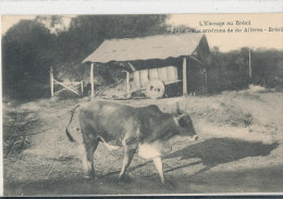 N N 779 /C  P A  -BRESIL  - L'ELEVAGE AU BRESIL  -ZEBU AU ENVIRONS DE DO ALFERES - Otros