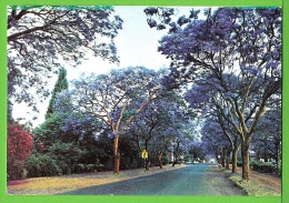 ZIMBABWE / LA SAISON DES JACARANDAS A HARARE .... / Carte   écrite En 19?? - Zimbabwe