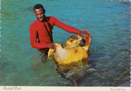 Hawkbill Turtle - Tortue - Bahamas - Tortues