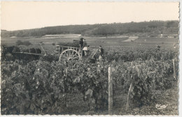 21 // MEURSAULT  Les Vendanges   CPSM Combier édit N° 2 - Meursault