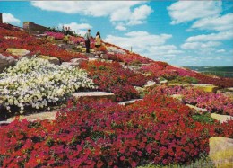 Canada Tiers Of Spectacular Blooms Cover The Slopes Of Beautiful Sam Lawrence Park Hamilton Ontario - Hamilton