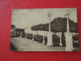 Isle Of Wight Cowes Green The Umbrella Tree - Cowes