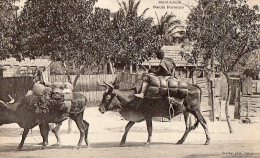 Afrique Noire. Sénégal  St Saint Louis:   Boeufs Porteurs (Voir Scan:) - Senegal