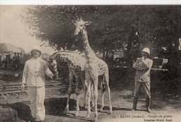 Afrique Noire   Soudan:    Kayes   Couple De Girafes  (Voir Scan) - Soudan