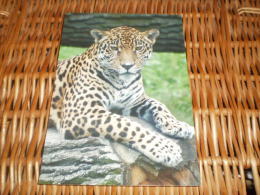 Jaguar (Panthera Onca) Postkarte Postcard - Tigres