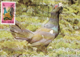 WILD ROOSTER, CM, MAXICARD, CARTES MAXIMUM, 1985, ROMANIA - Gallinacées & Faisans