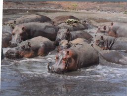 (333M) Hippopotame - Hippopotamus - Cameroun - Ippopotami