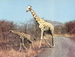 (333M) WAZA - Girafe - Girafes