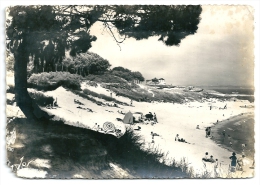 Cpsm: 29 BEG MEIL (c. Fouesnant) Plantations De Pins Sur Les Dunes Devant La Grande Plage   N° 996 - Beg Meil