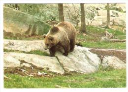 OURS / Bear ; Fauna Iberica; " Ursus Arcios ", TB - Ours