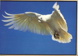 (303) Australia - Corella Bird In Flight - Outback