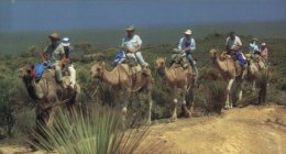 (303) Australia - Camel Riding - Outback