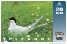 Faroe Islands, OD-006, Arctic Tern, Bird, 2 Scans. - Féroé (Iles)