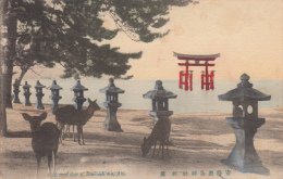 Real Photo - Sacred Deer Of Itsukushima, Aki - Hiroshima