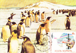 EXPLORERS, PENGUINS, CM, MAXICARD, CARTES MAXIMUM, 1990, ROMANIA - Pingouins & Manchots