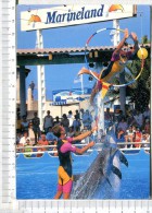 MARINELAND  -  DAUPHINS  : Saut - Cerceau Soigneur - Delfines