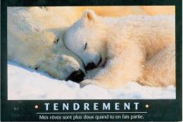 Ours : Tendrement - Osos