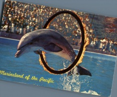 (M300) Dauphin A Marineland Pacific - USA - Dolphins