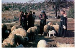 Shepherd And Flock In Jordan Valley - Jordanie