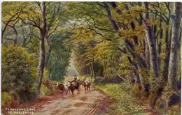 A R QUINTON 1068 - TENNYSON'S LANE, Nr HASLEMERE - Quinton, AR