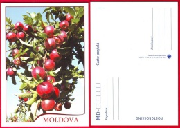 Moldova, Postcard, Apple Orchard, 2013 - Moldova