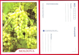 Moldova, Postcard, Grapes, 2013 - Moldova