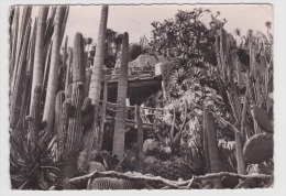 (RECTO / VERSO) MONACO EN 1953 - N° 103 - LE JARDIN EXOTIQUE - Exotic Garden