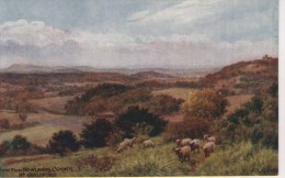 A R QUINTON 1422 - VIEW FROM NEWLANDS CORNER, Nr GUILDFORD - Quinton, AR