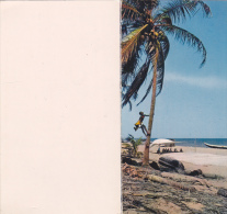 AFRIQUE,AFRICA,AFRIKA,SENEGAL,DAKAR,PAYSAN CASCADEUR,GRIMPEUR,ESCALA DE,RECOLTE A L´ANCIENNE,CARTE VOEUX,PLAGE - Senegal